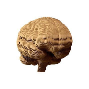 BRAIN 3D Puzzle Cartonic