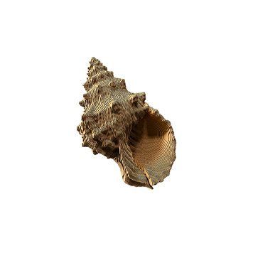 SHELL 3D Puzzle Cartonic